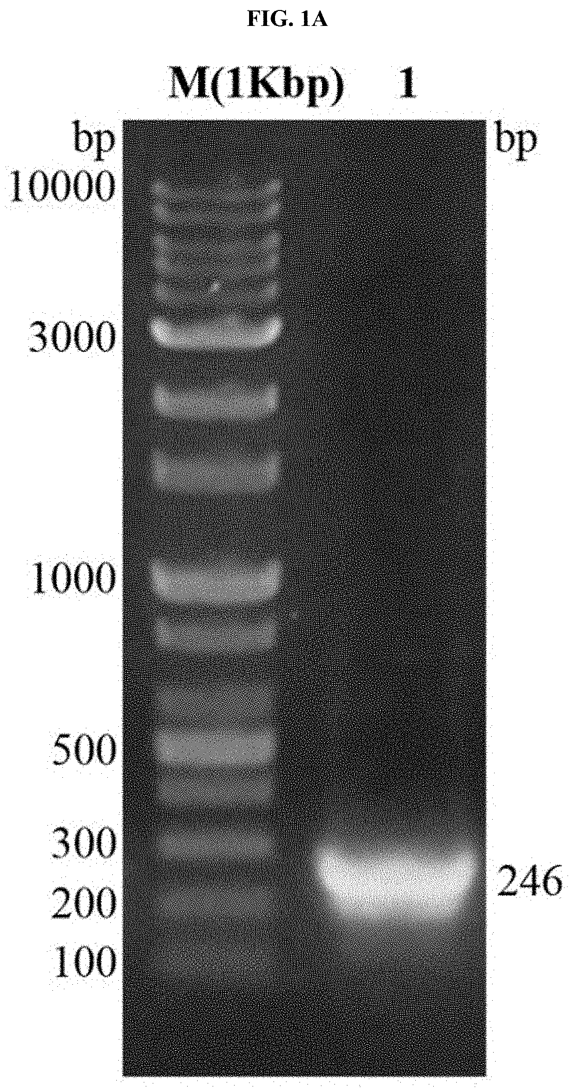 DNA aptamer specifically binding to tb7.7, and use thereof