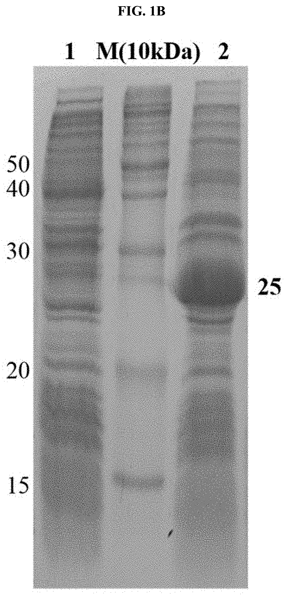 DNA aptamer specifically binding to tb7.7, and use thereof