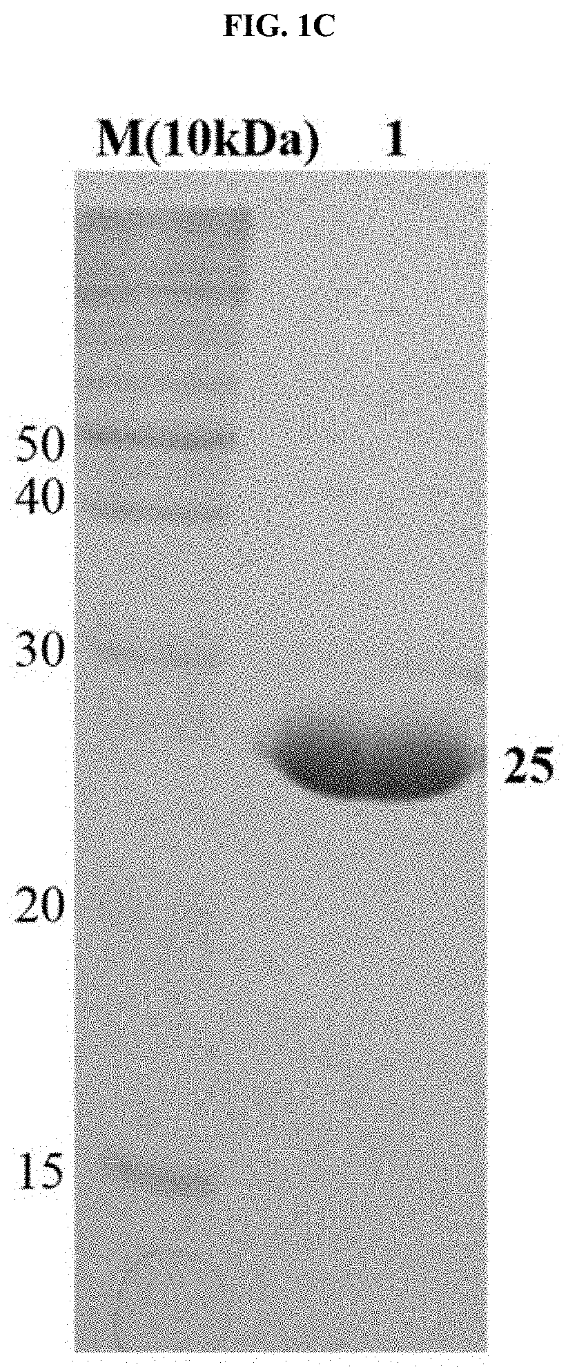 DNA aptamer specifically binding to tb7.7, and use thereof