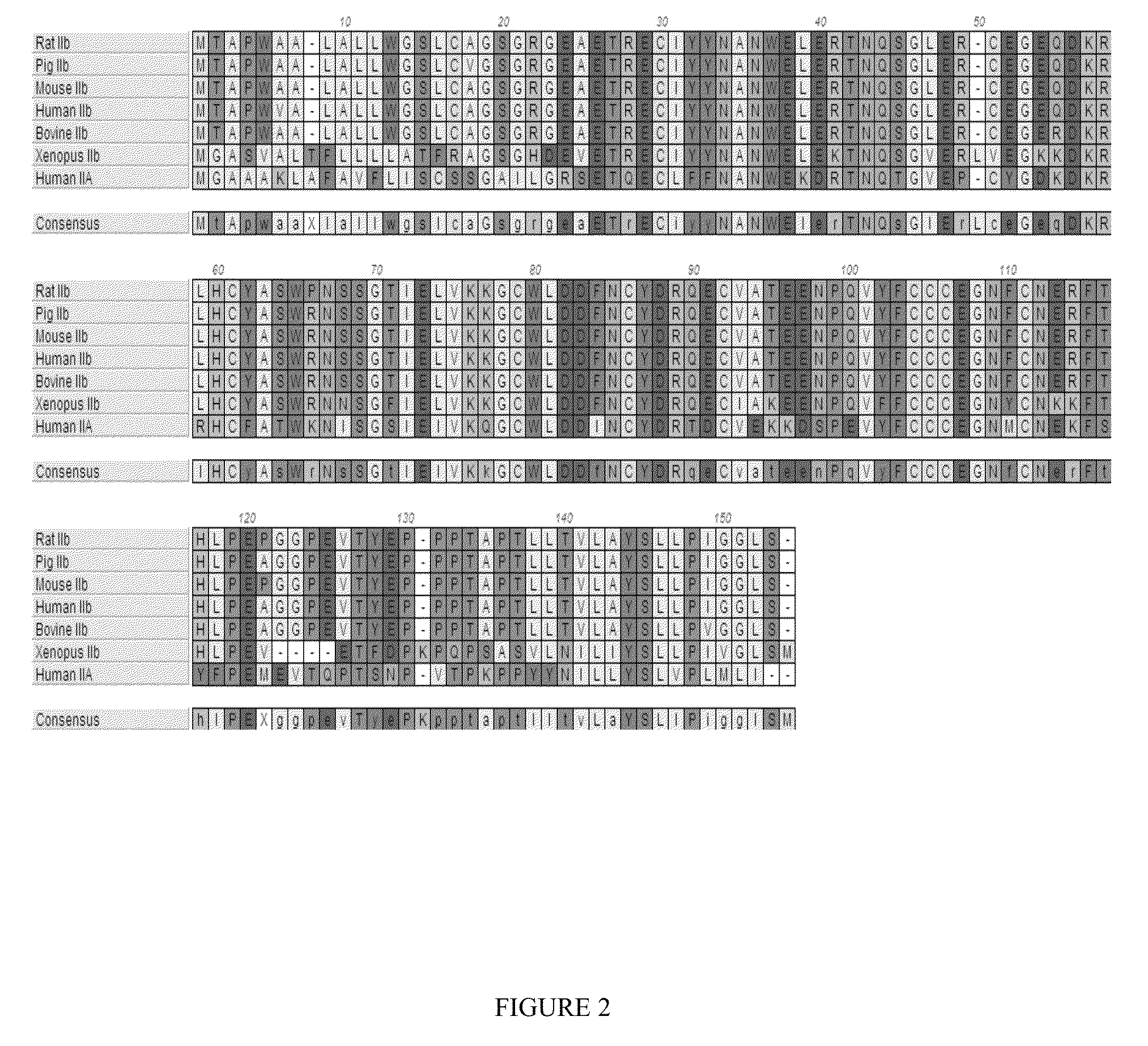 Methods and compositions for treating ineffective erythropoiesis