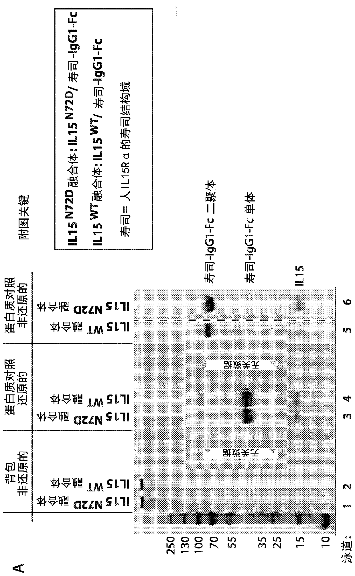 Methods and compositions for promoting immune cell function