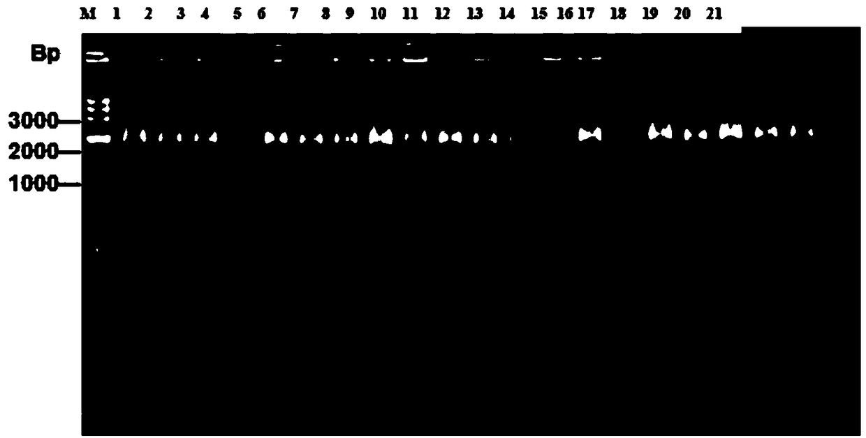 Polypeptide realizing specific combination with mycoplasma pneumoniae positive serum and diagnostic kit