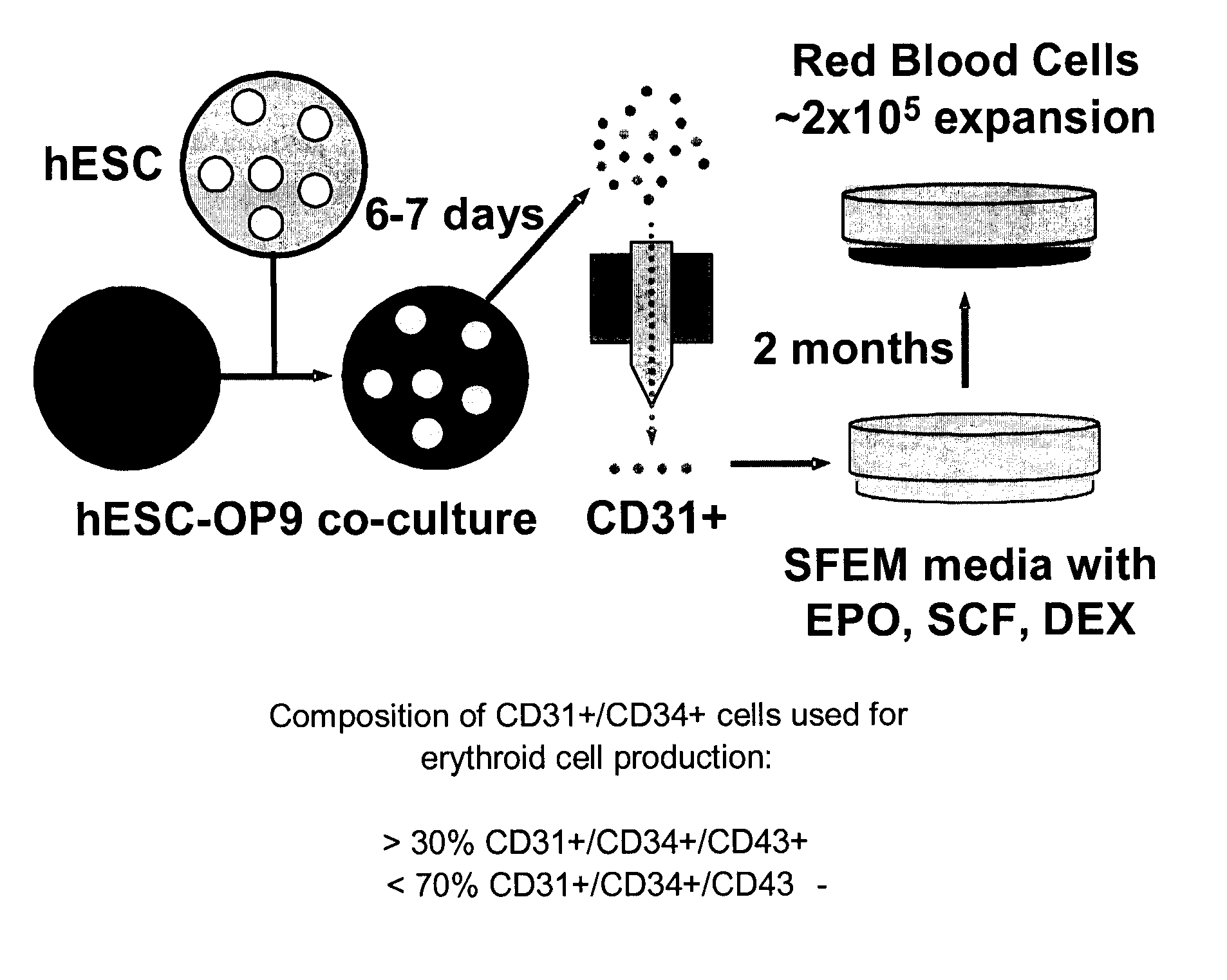 ERYTHROID CELLS PRODUCING ADULT-TYPE Beta-HEMOGLOBIN GENERATED FROM HUMAN EMBRYONIC STEM CELLS
