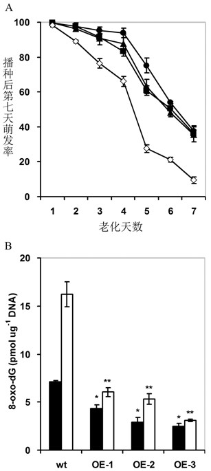 Application of arabidopsis DNA (Deoxyribonucleic Acid) glycosidase AtOGG1 in aspects of prolonging life of seed and improving germination vigour of seed