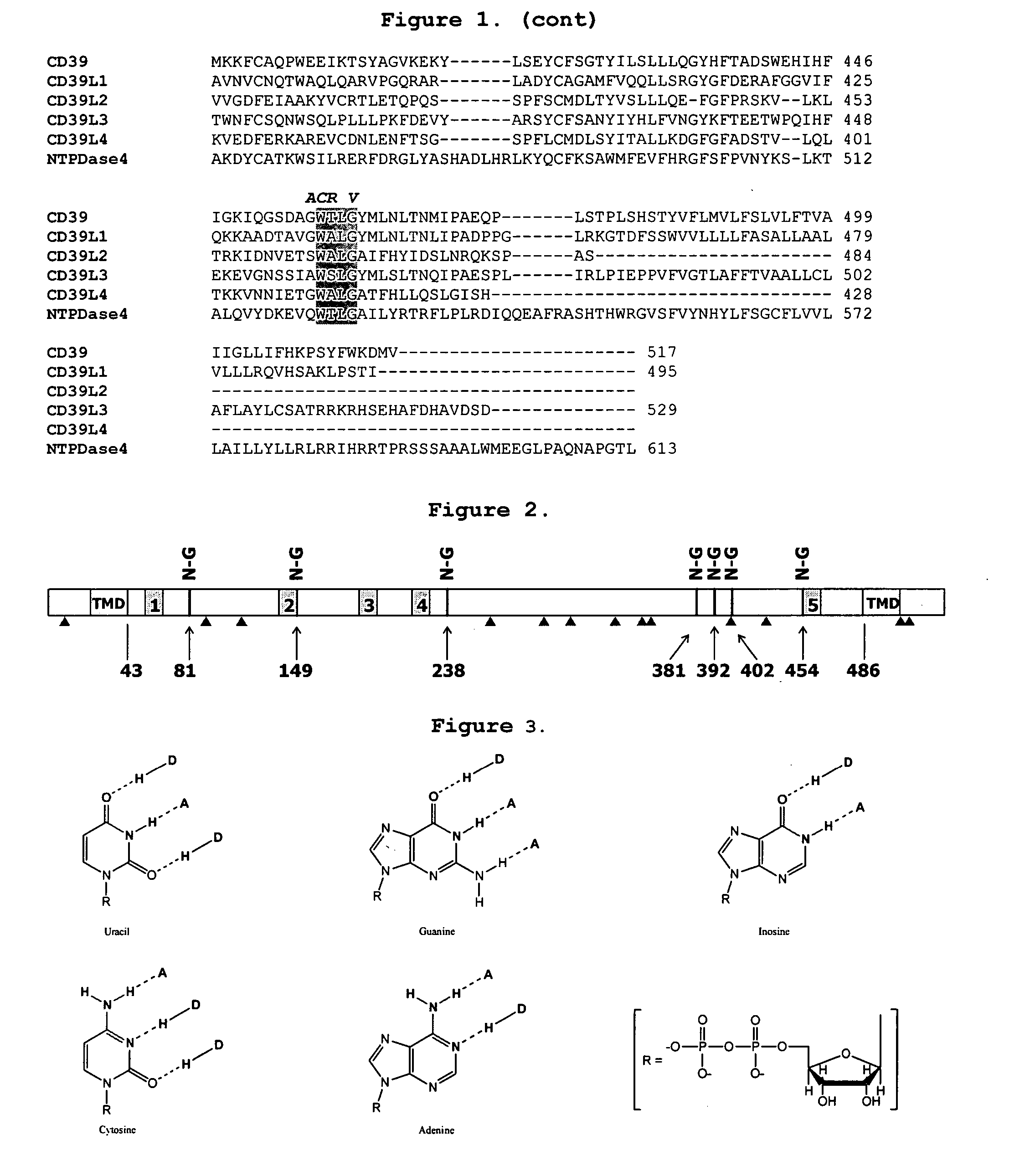 Design and therapeutic use of adpase enhanced apyrases