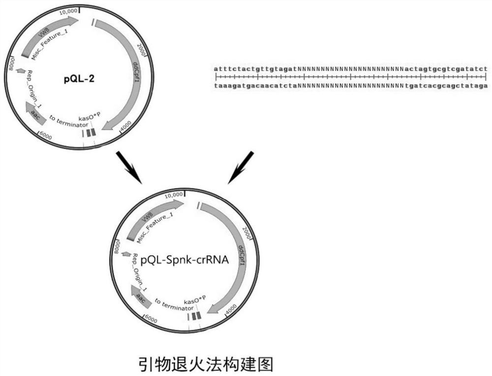 Engineering bacterium for high-yield production of spinosad J/L as well as construction method and application of engineering bacterium