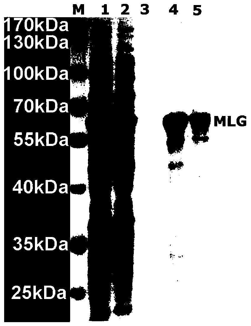 Self-feeding type dual-function biocatalyst and preparation method and application thereof