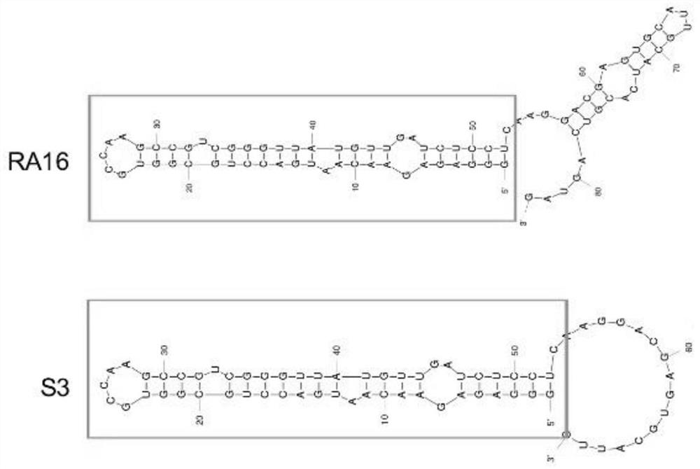 Human non-small cell lung cancer nucleic acid aptamer truncation body and application thereof