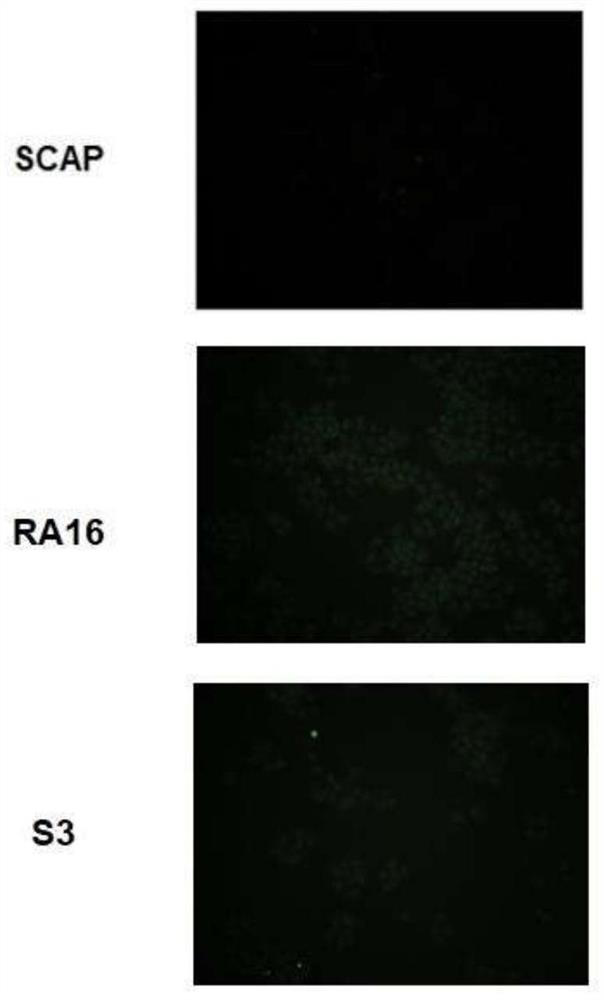 Human non-small cell lung cancer nucleic acid aptamer truncation body and application thereof