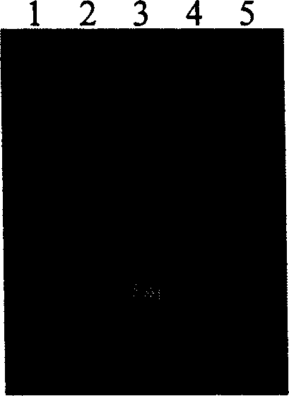 Method for extraction and purification of plasmid DNA and its preparation process