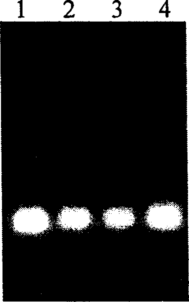 Method for extraction and purification of plasmid DNA and its preparation process