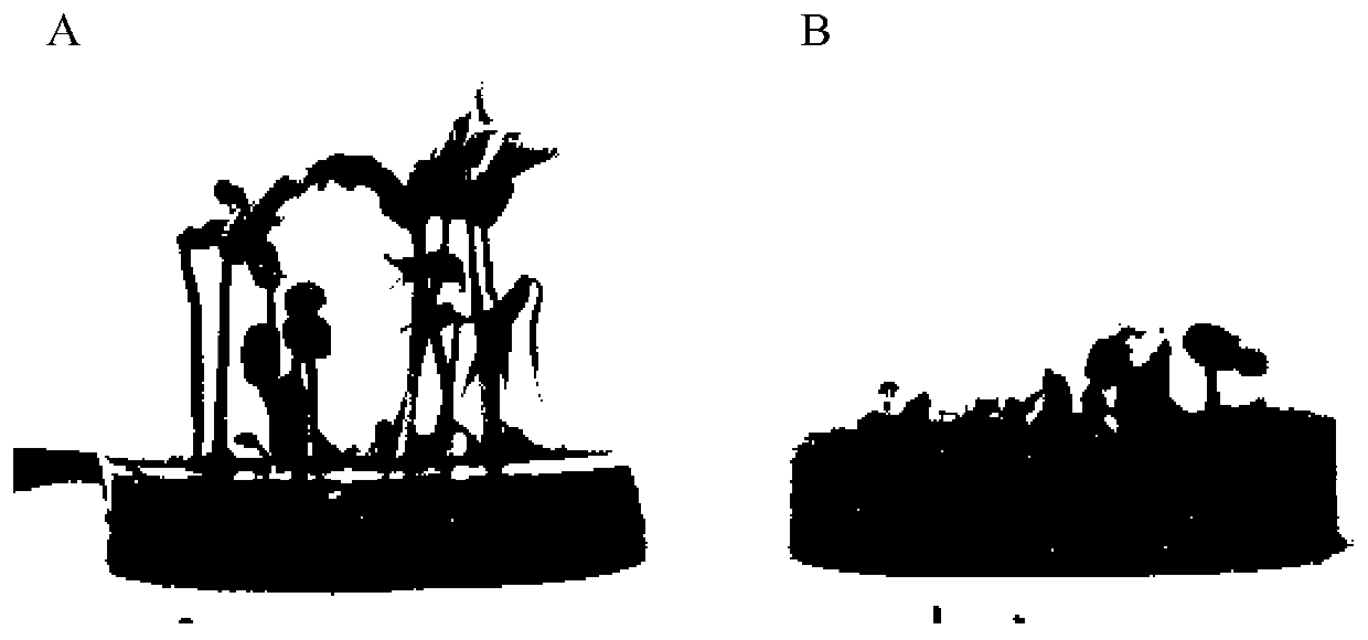 Phosphate-solubilizing penicillium PSF and applications thereof