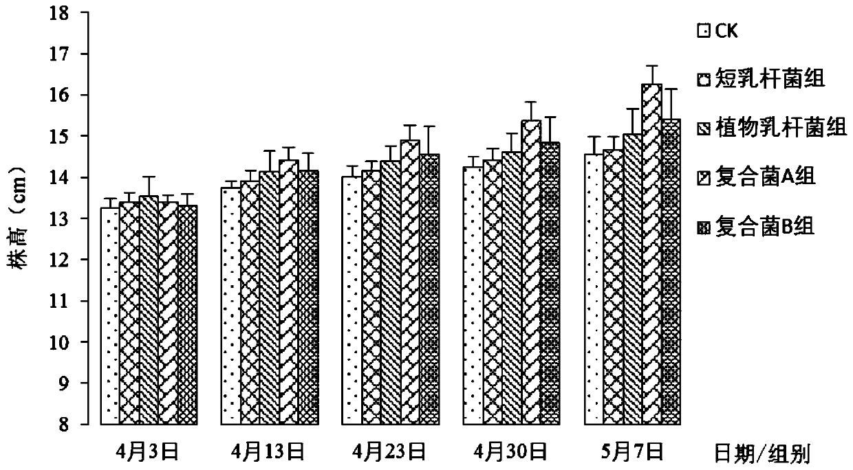 A kind of lactic acid bacteria preparation promoting the flowering of Calendula officinalis