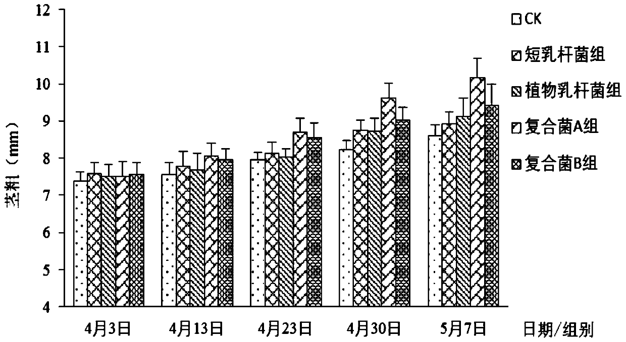 A kind of lactic acid bacteria preparation promoting the flowering of Calendula officinalis