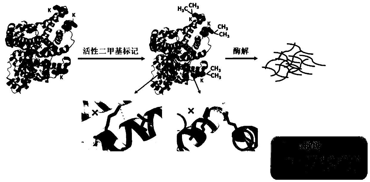 A method for detecting conformational changes of proteins by mass spectrometry