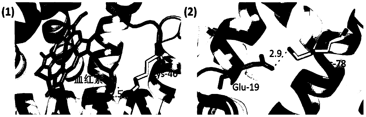 A method for detecting conformational changes of proteins by mass spectrometry