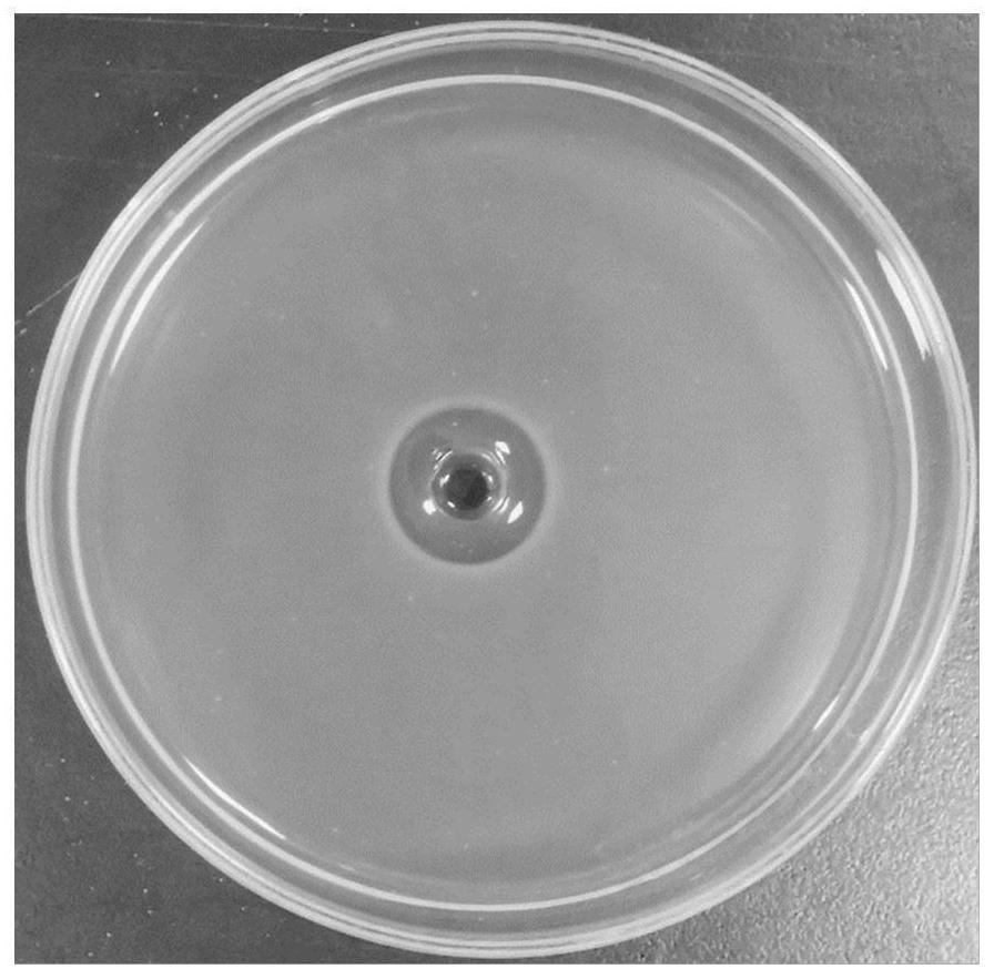 A kind of low molecular weight antimicrobial peptide yhx-2 and its composition and application