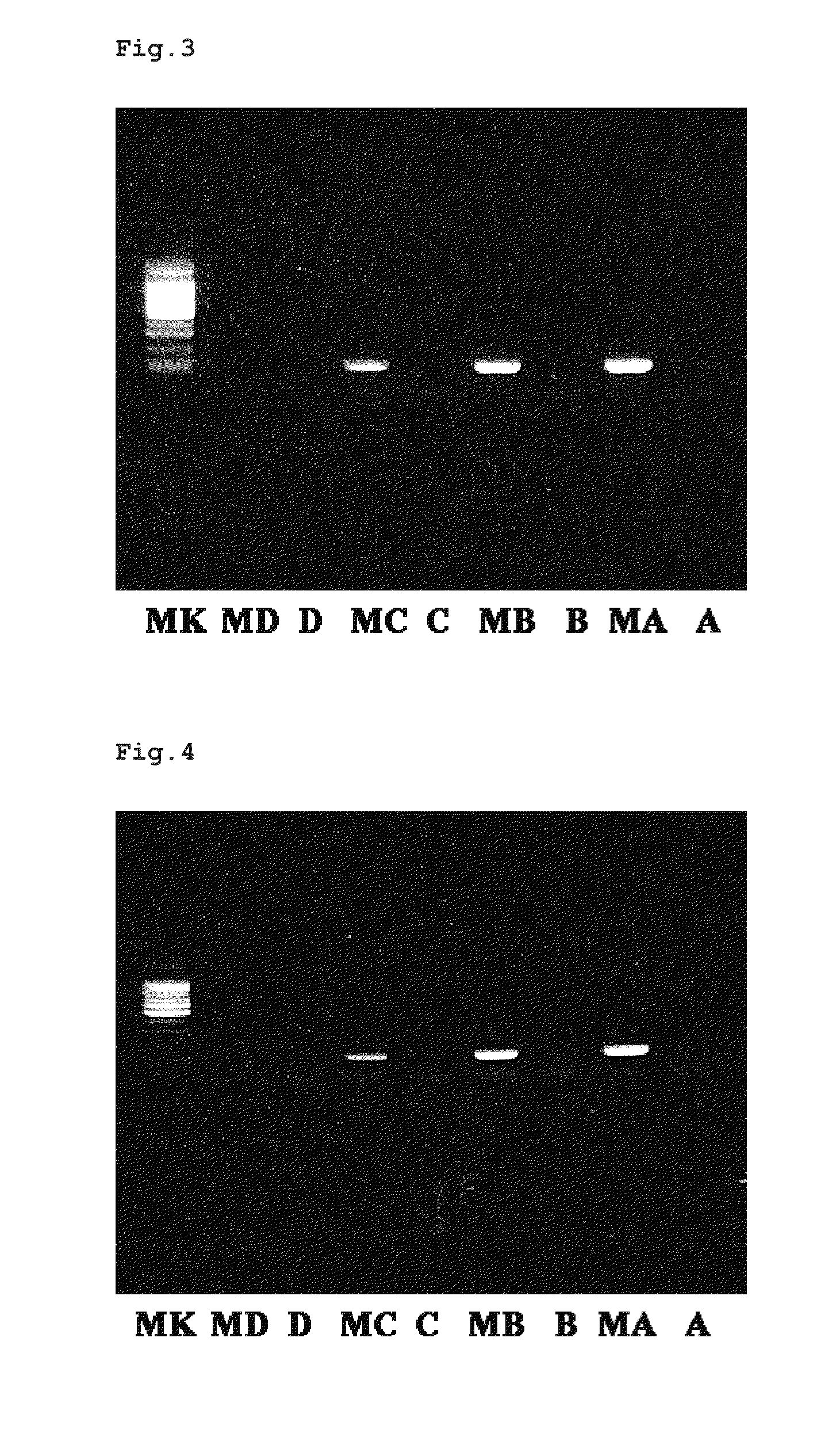 Method for measuring DNA methylation