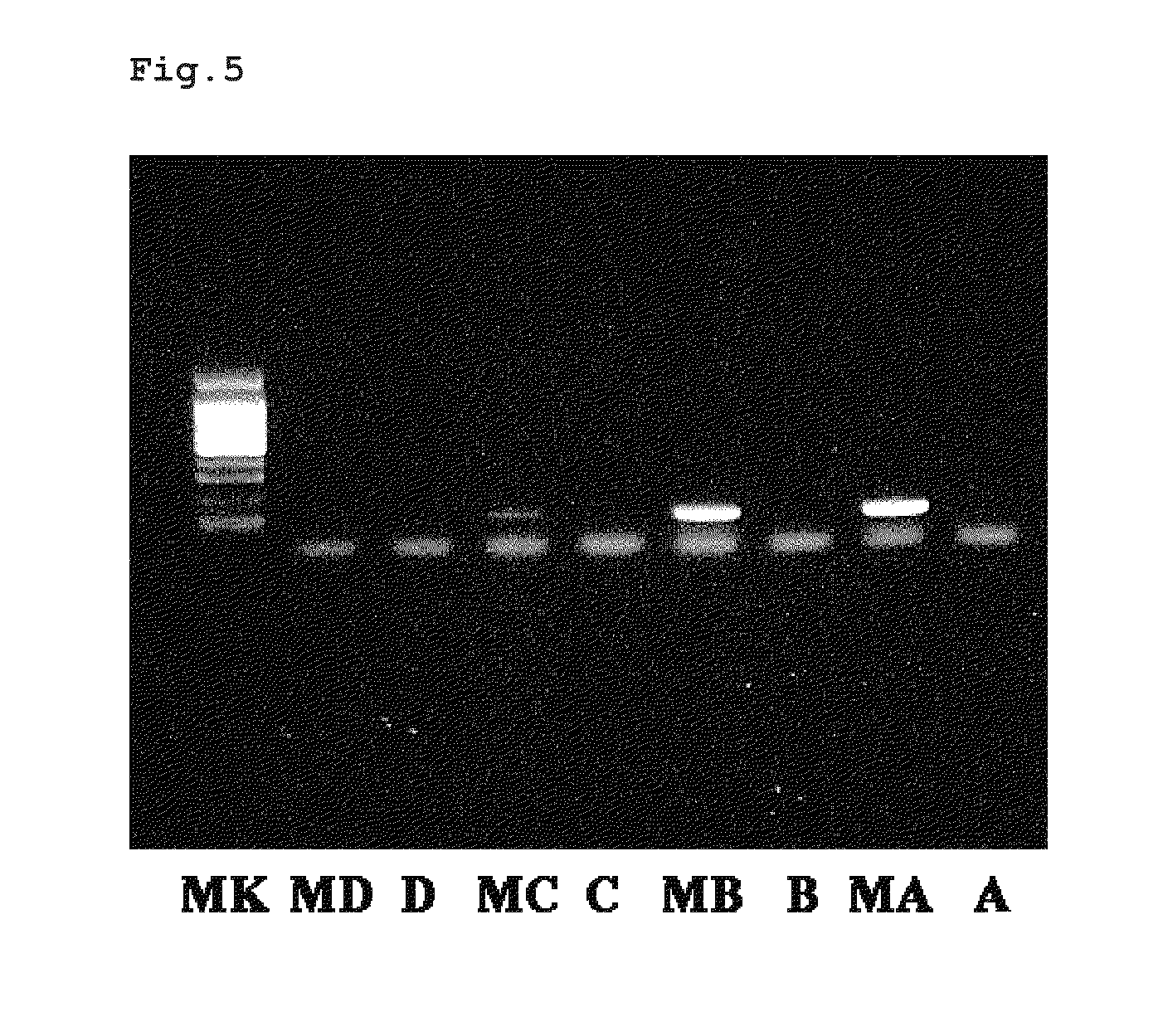 Method for measuring DNA methylation