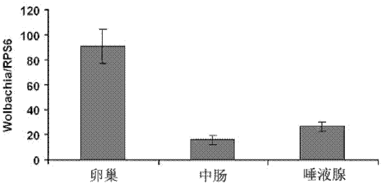 Primer for quickly and quantitatively detecting Wolbachia in tissues of mosquito and reagent box and method thereof