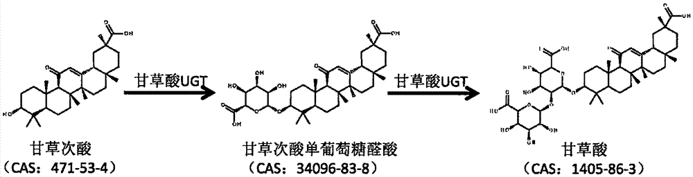 Glycosyl transferase gene participating in glycyrrhizic acid biosynthesis, and encoding product and application thereof