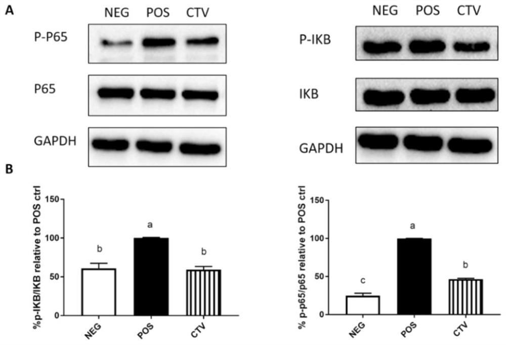 ANK tripeptide and application thereof