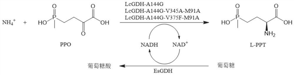 Gene mining method combining functional sequence and structural simulation, NADH preference type glufosinate-ammonium dehydrogenase mutant and application