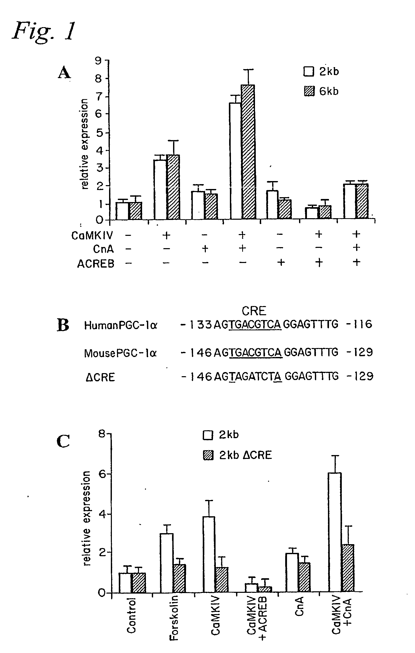 Methods and composition for modulating type I muscle formation using pgc-1 alpha