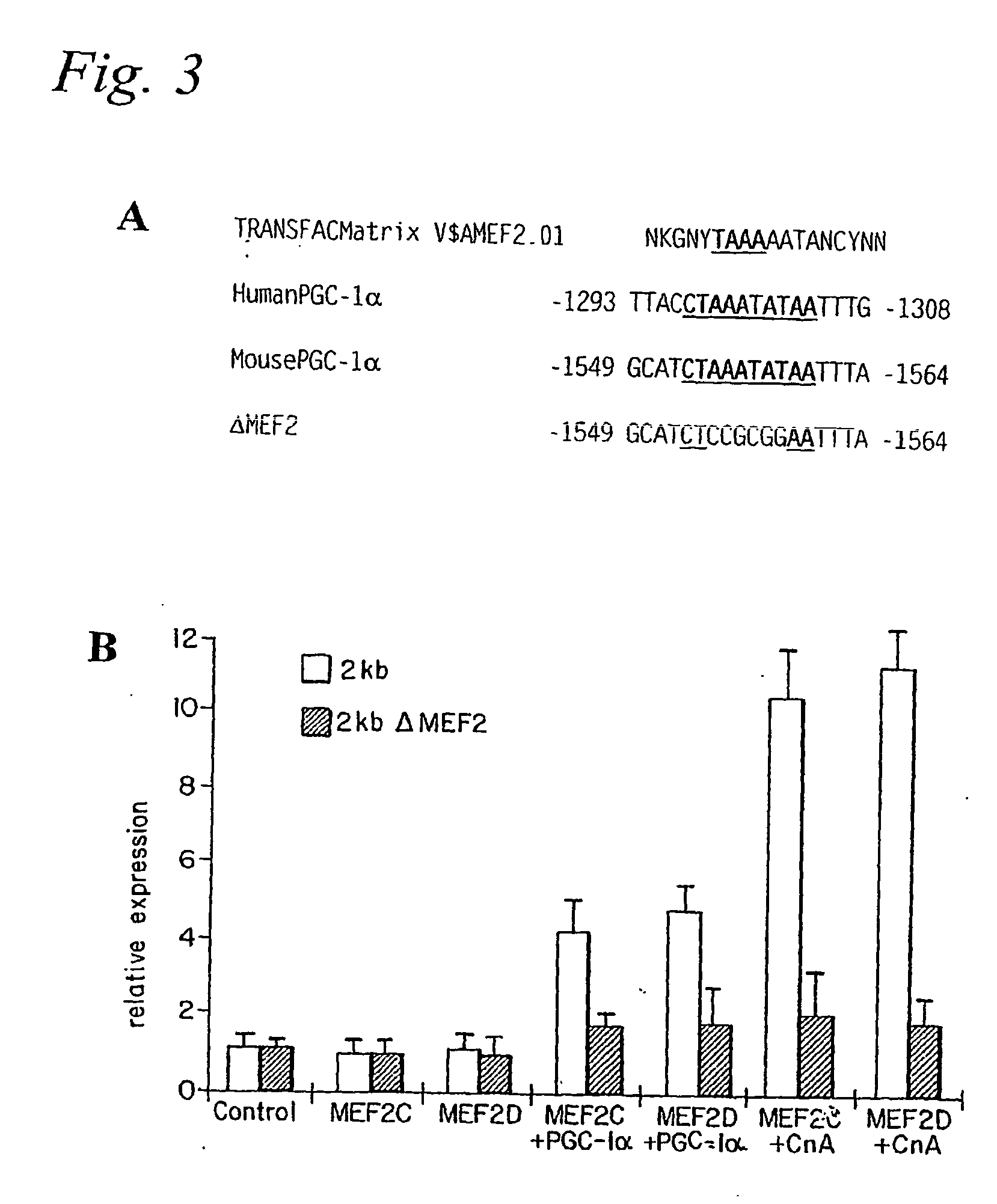 Methods and composition for modulating type I muscle formation using pgc-1 alpha