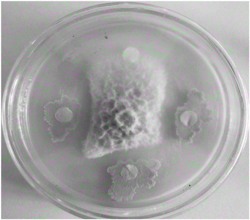 A kind of bacillus amyloliquefaciens and application thereof