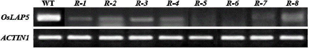 Application of male sterility gene OsLAP5 and method for recovering rice male sterility