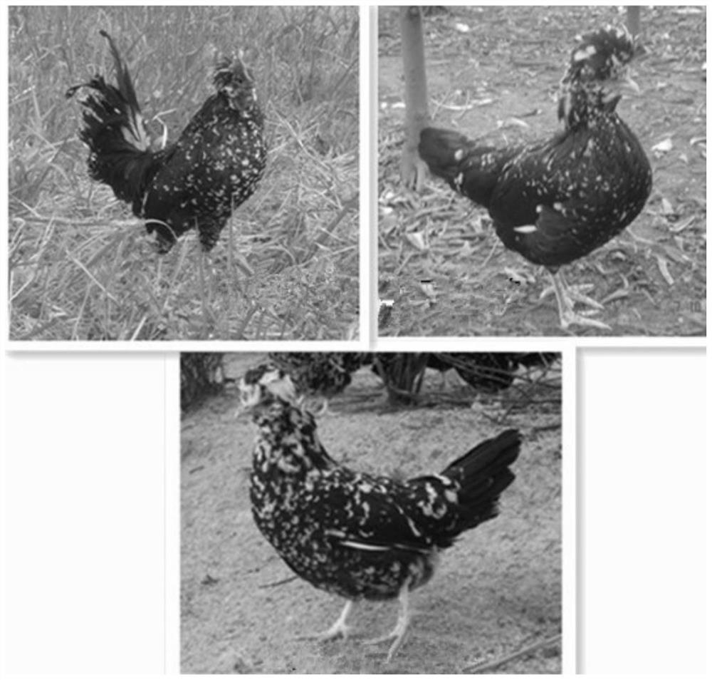 A matching breeding method for white laying hens with crested five-claw powdered shank