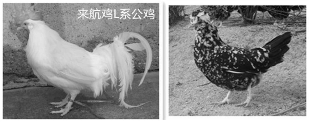 A matching breeding method for white laying hens with crested five-claw powdered shank