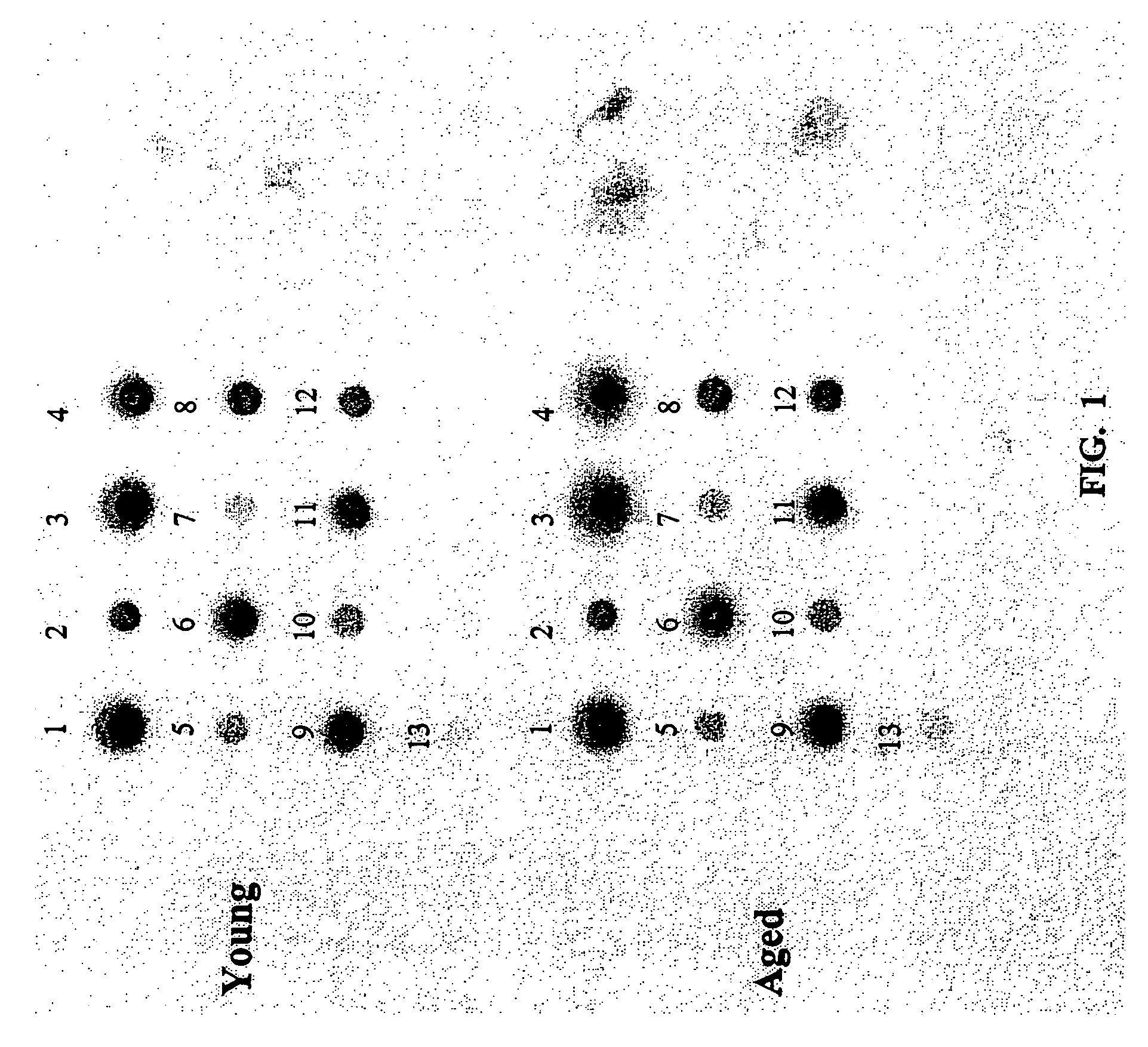 Methods and compositions for analysis of mitochondrial-related gene expression