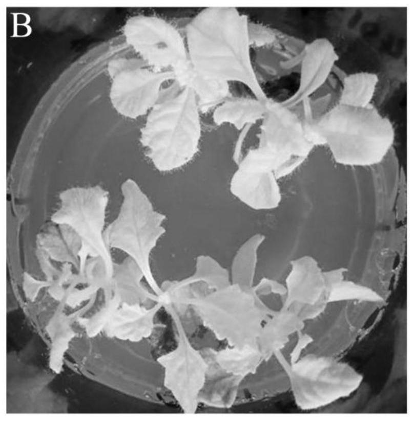 Genetic transformation method of rehmannia glutinosa libosch