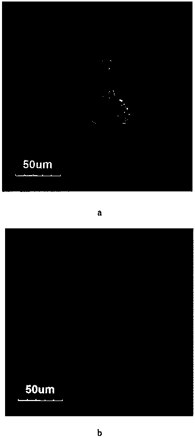 Nitrogen doped carbon quantum dot as well as preparation method and application thereof