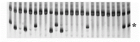 Method for acquiring anti-sheath blight gene associated resistance gene analogs and molecular markers thereof