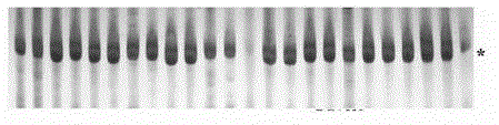 Method for acquiring anti-sheath blight gene associated resistance gene analogs and molecular markers thereof