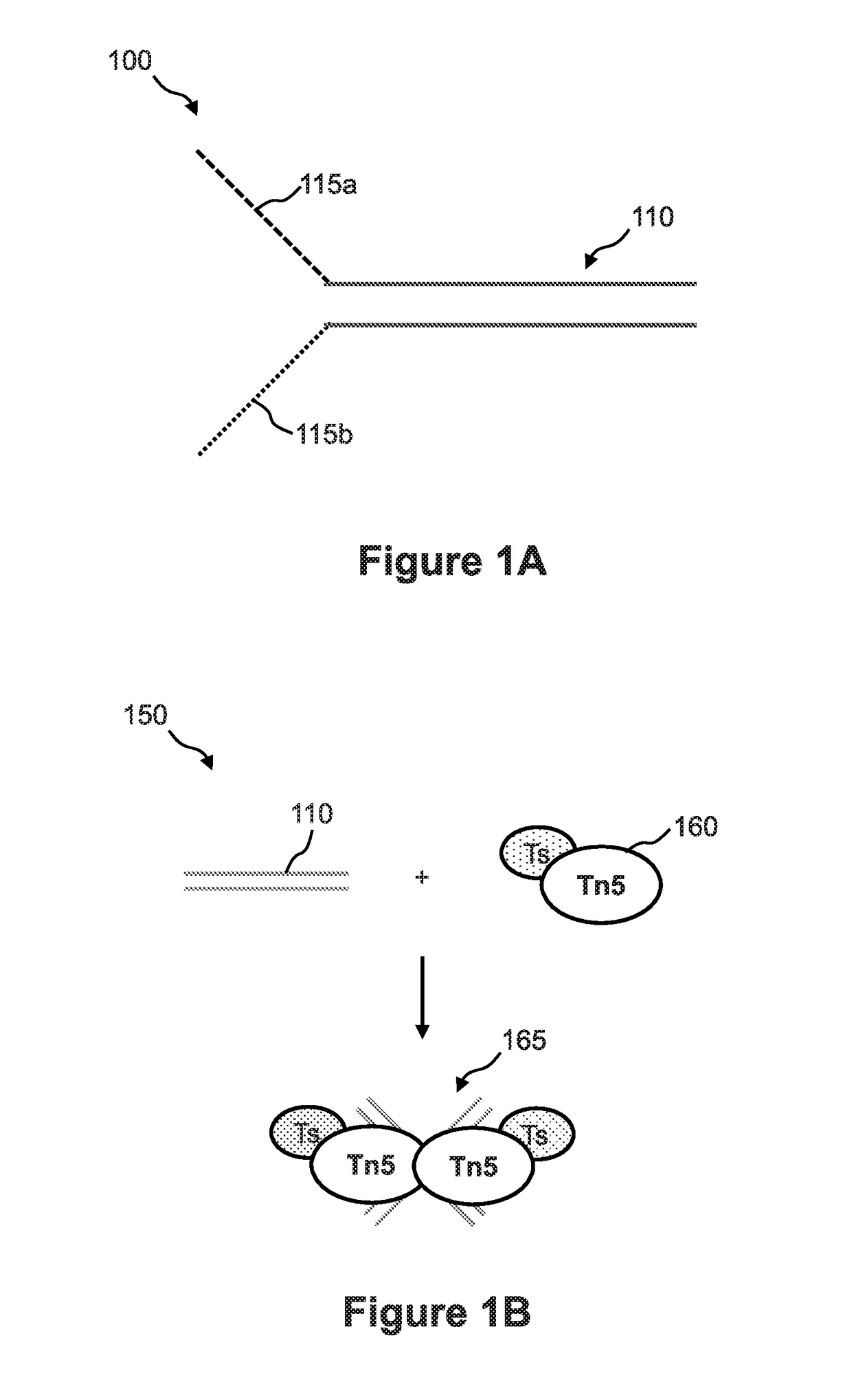 Methods of analyzing nucleic acids