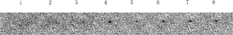 Monoclonal antibody resistant to thermostable direct hemolysin of vibrio parahaemolyticus and preparation method of monoclonal antibody