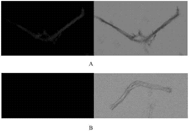 An expression device for secreting and expressing foreign protein in Aspergillus oryzae cells and its genetic engineering bacteria of Aspergillus oryzae