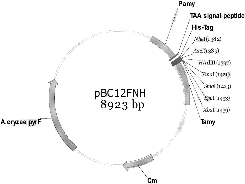 An expression device for secreting and expressing foreign protein in Aspergillus oryzae cells and its genetic engineering bacteria of Aspergillus oryzae