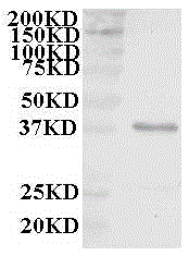 A kind of quantitative detection kit of almond protein and preparation method thereof