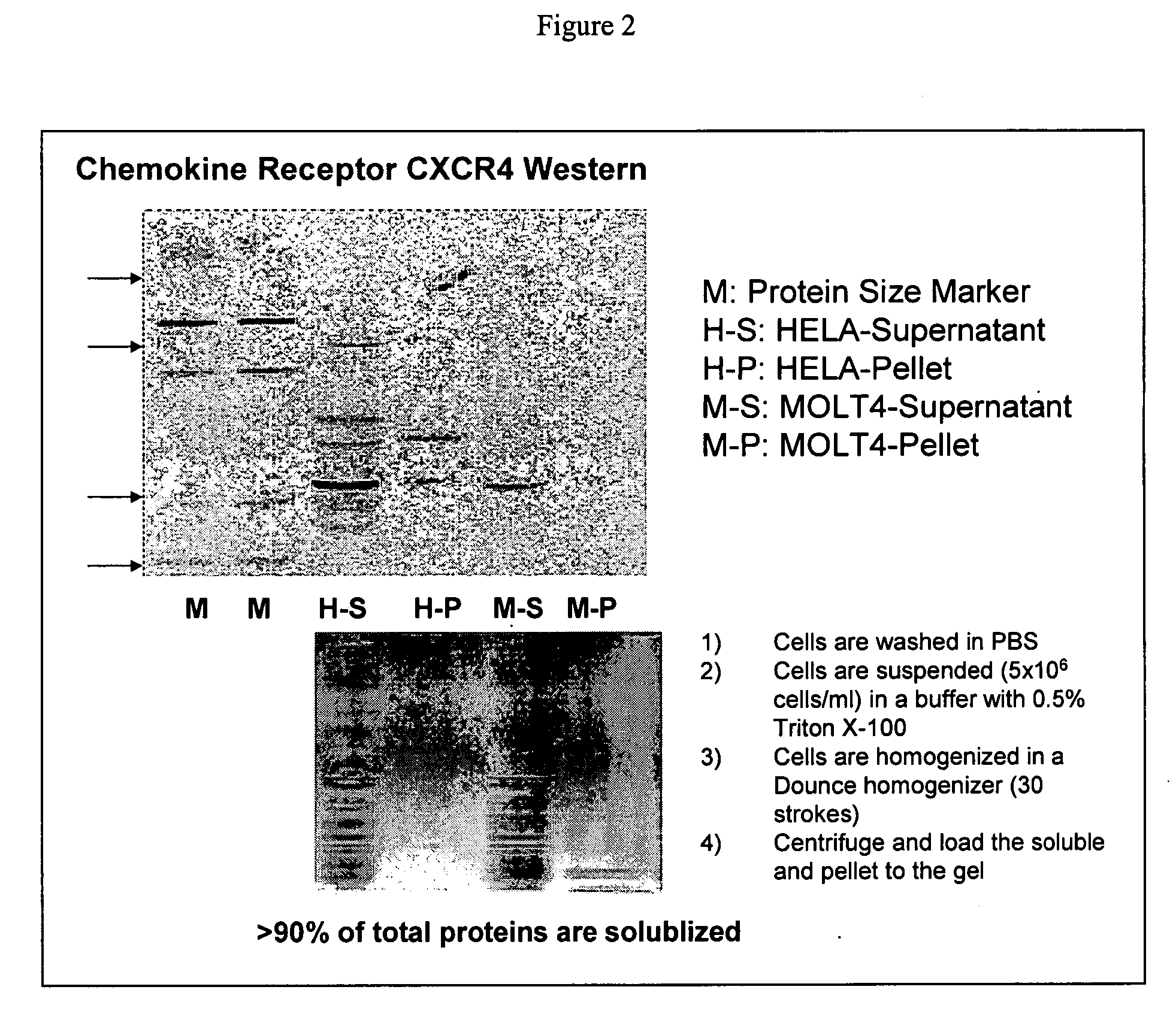 Proteome epitope tags and methods of use thereof in protein modification analysis