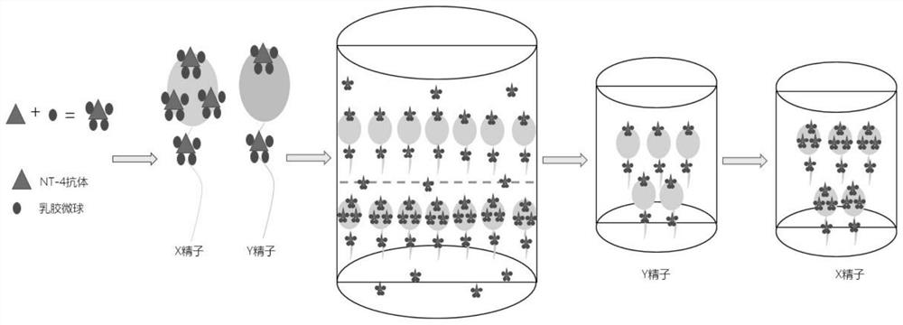 Method for separating X sperms and Y sperms