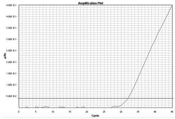 Method and composition for detecting human metapneumovirus based on real-time PCR