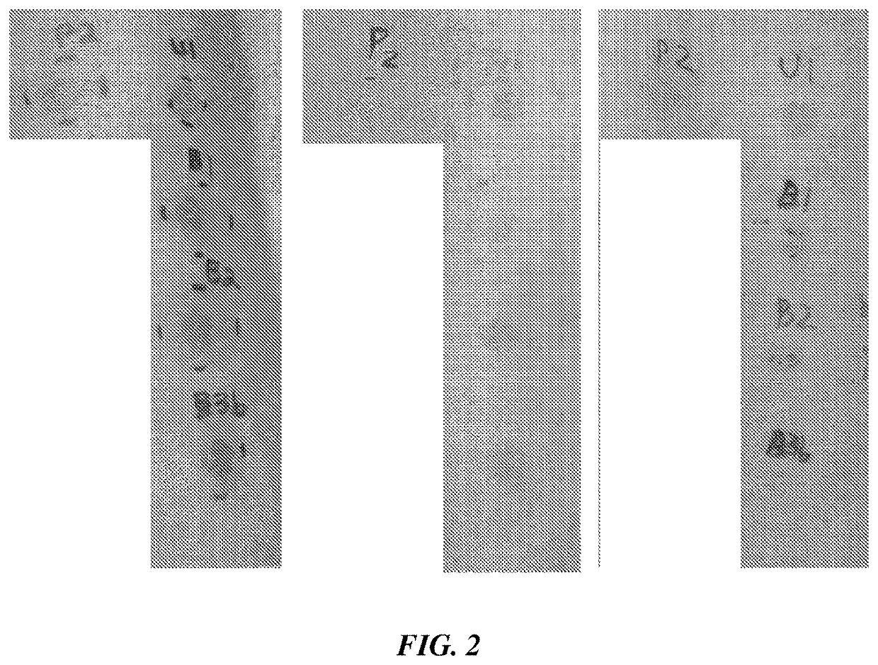 UV screening and antioxidant composition and use thereof