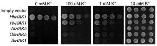 Protein for promoting efficient absorption of potassium ions and coding gene thereof