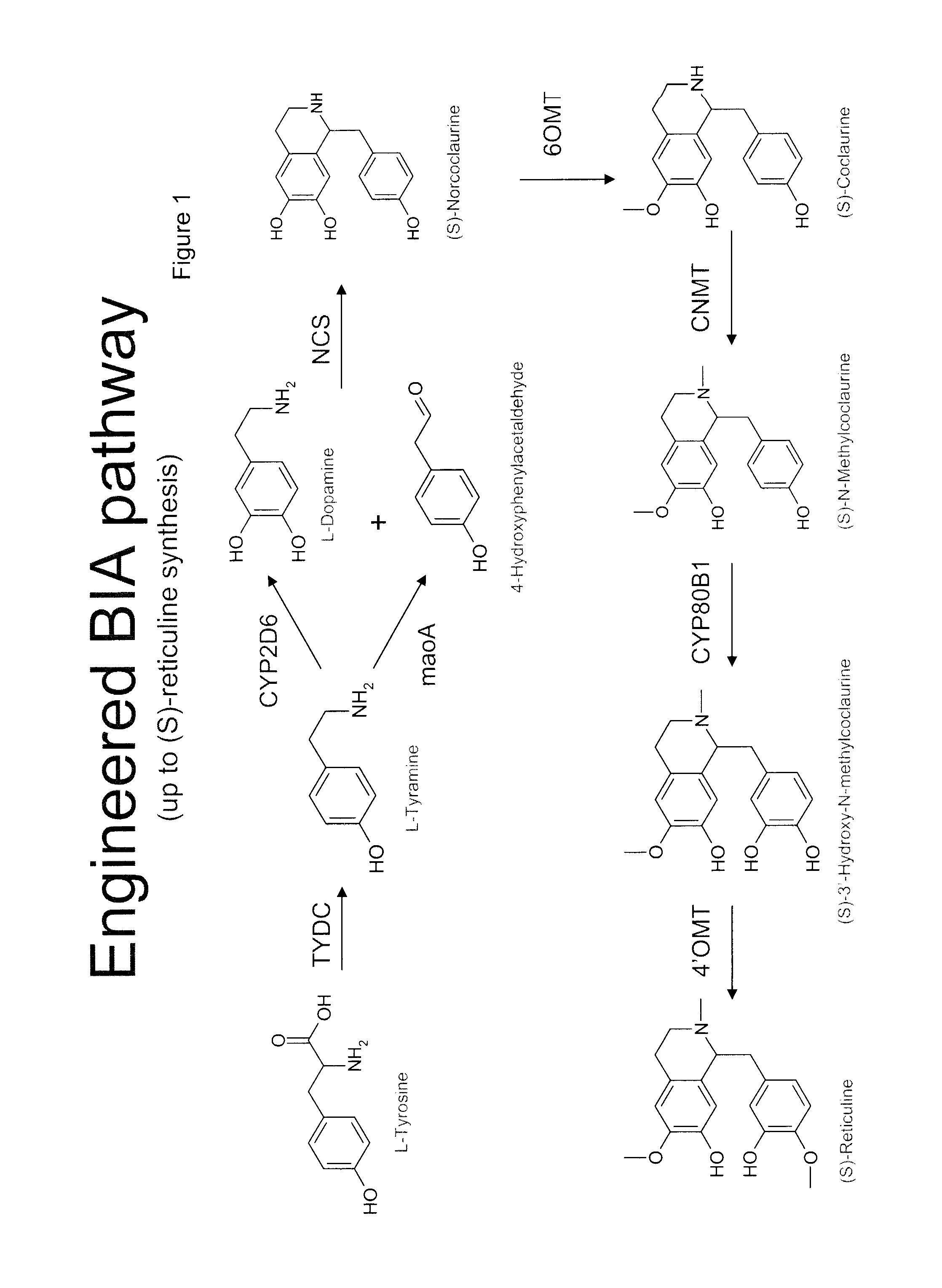 Compositions and methods for producing benzylisoquinoline alkaloids