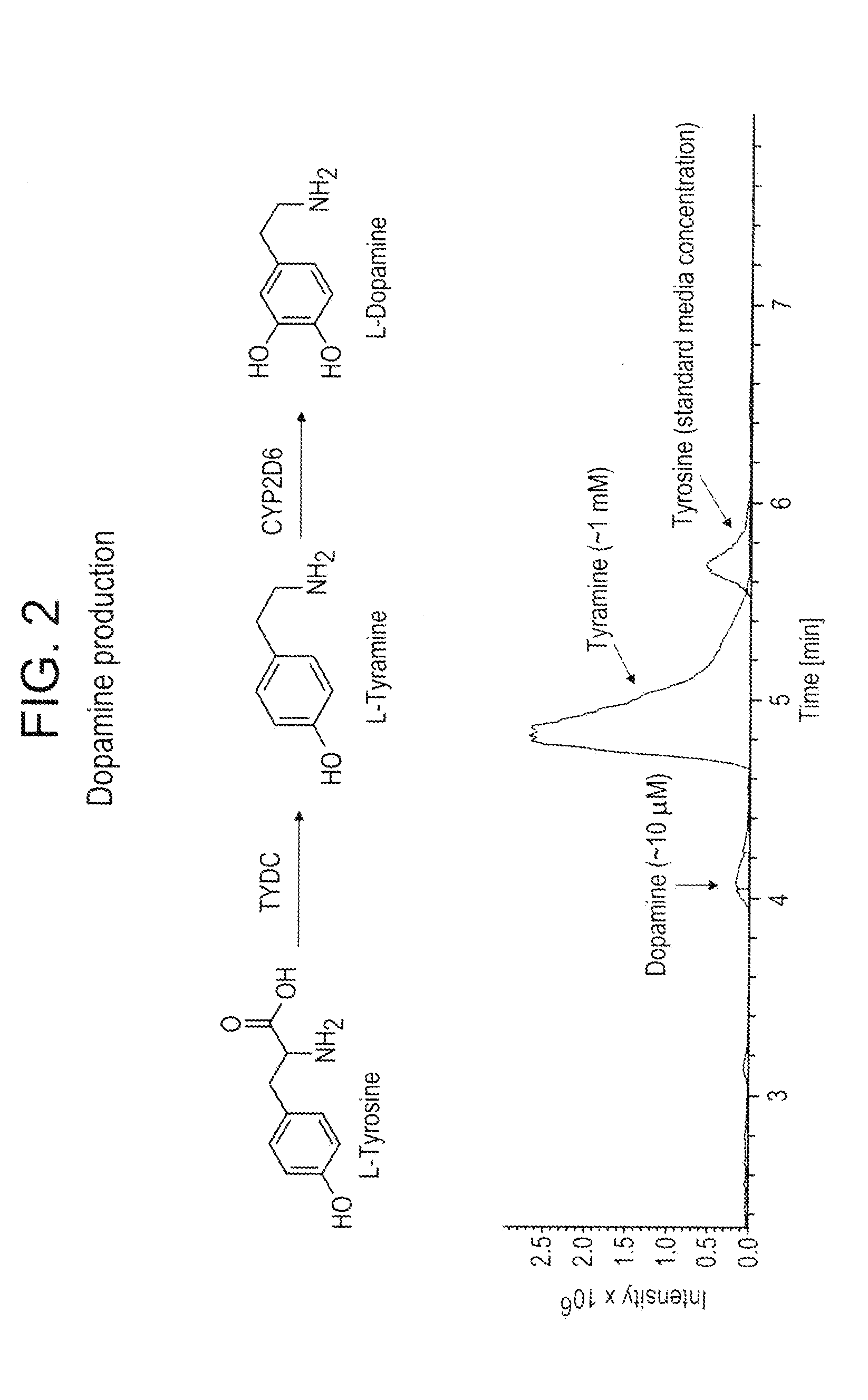 Compositions and methods for producing benzylisoquinoline alkaloids